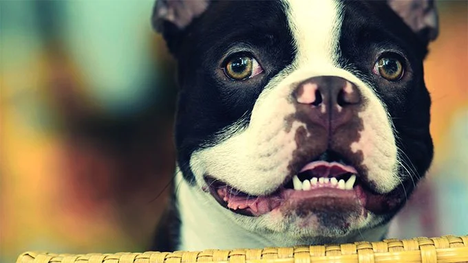 foto Perro Boston Terrier