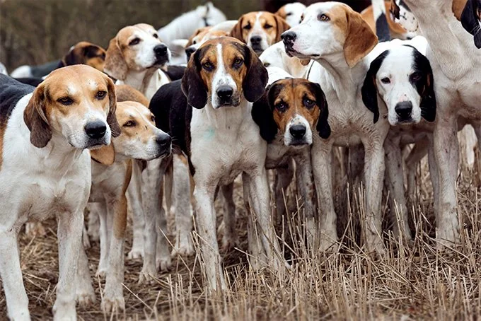 foto Perro Harrier