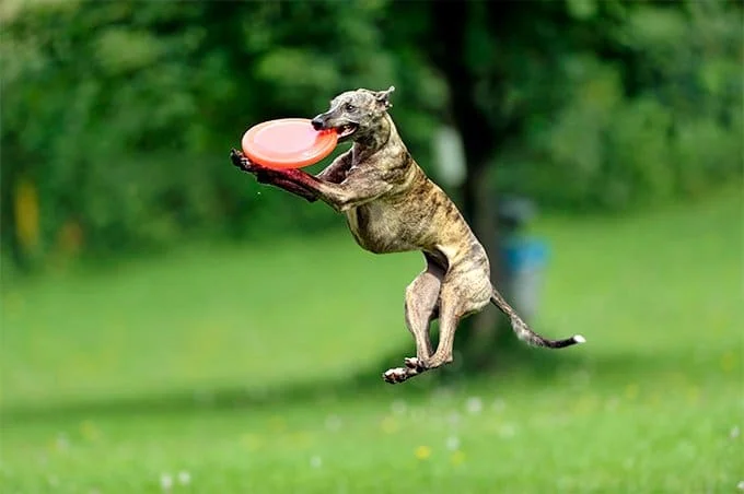 foto Información, fotos, características y datos de la raza de perro Whippet