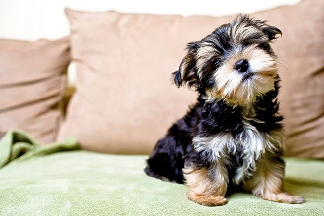 foto Perro Yorkshire Terrier