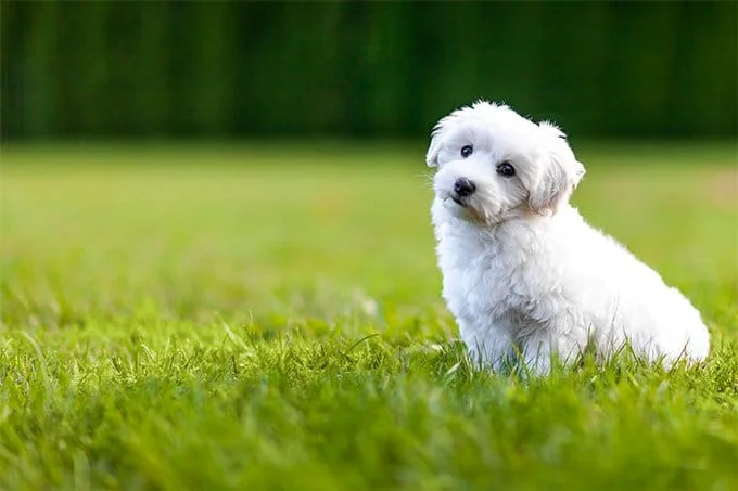 foto Perro Bichon Frise