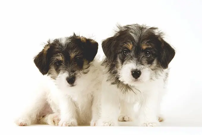 foto Perro de pelo duro (Wirehaired Pointer Griffon)