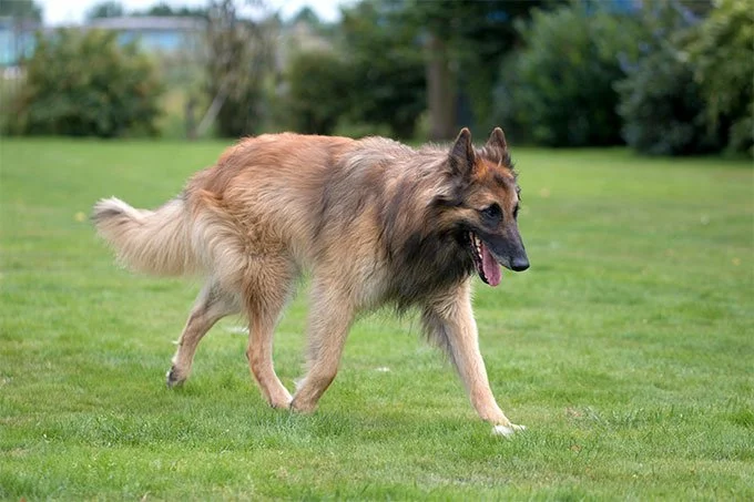 foto Perro Tervuren Belga