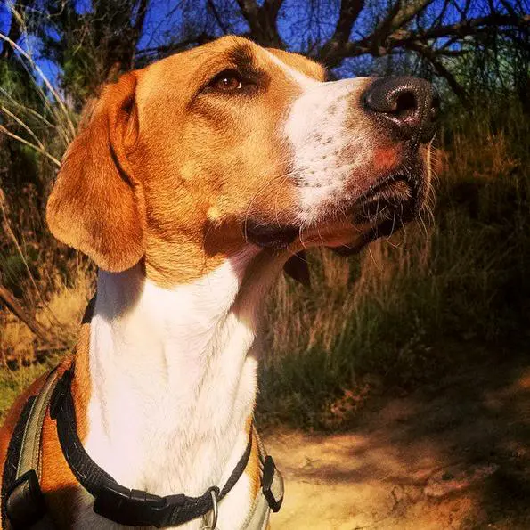 foto Perro Harrier