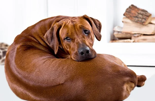 foto Información, fotos, características y datos de la raza de perro Rhodesian Ridgeback