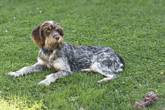 foto Perro de pelo duro (Wirehaired Pointer Griffon)
