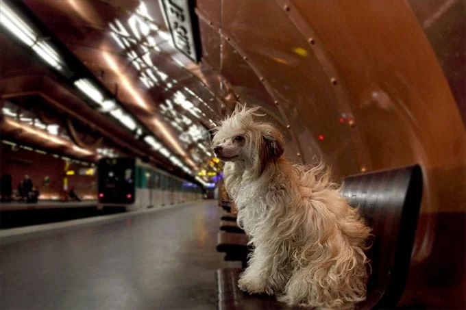 foto Perro Crestado Chino