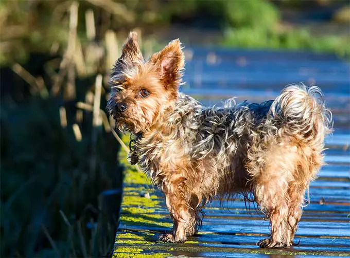 foto Perro Yorkshire Terrier
