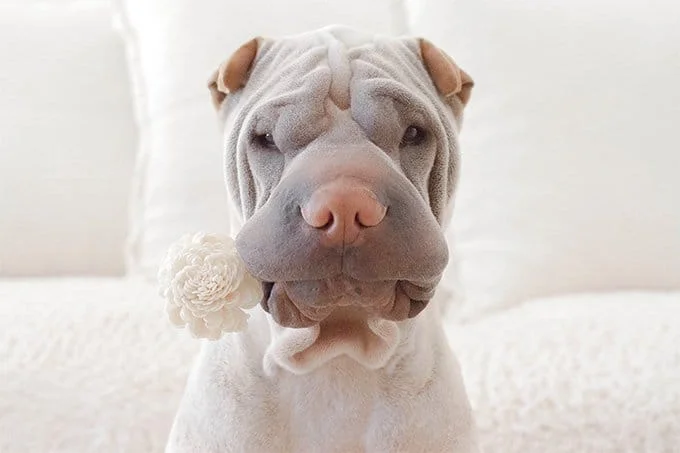 foto Perro Shar-Pei Chino