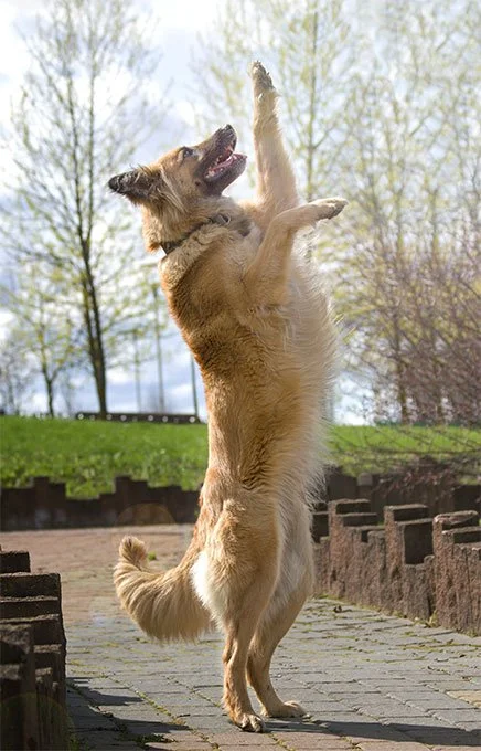 foto Perro Tervuren Belga