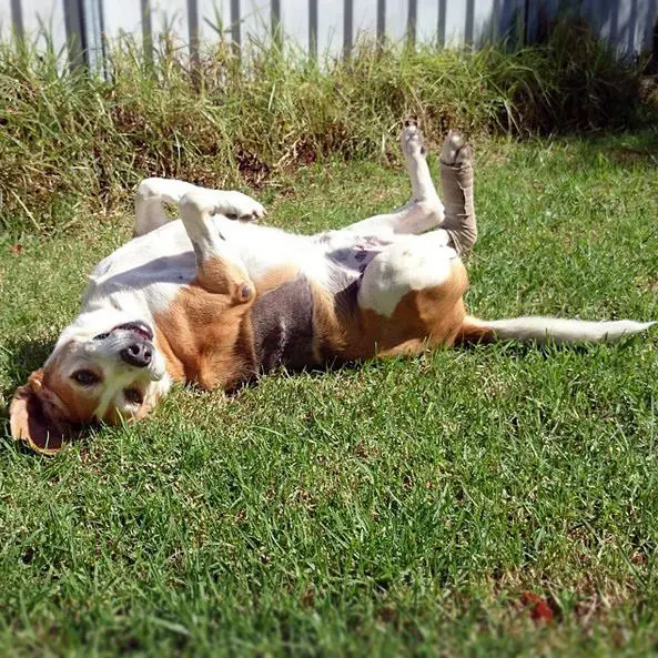 foto Perro Harrier