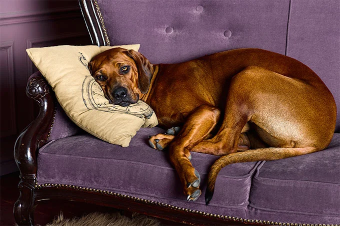 foto Información, fotos, características y datos de la raza de perro Rhodesian Ridgeback