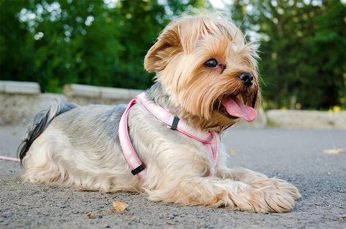 foto Perro Yorkshire Terrier