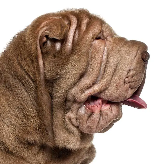 foto Perro Shar-Pei Chino