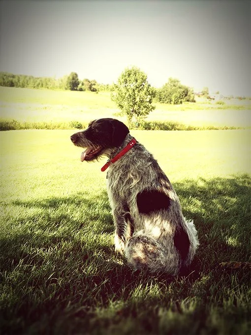 foto Perro Pointer