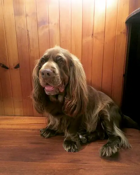 foto Perro de Sussex Spaniel
