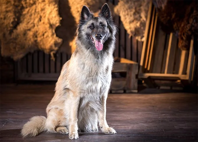 foto Perro Tervuren Belga