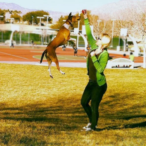 foto Perro Harrier