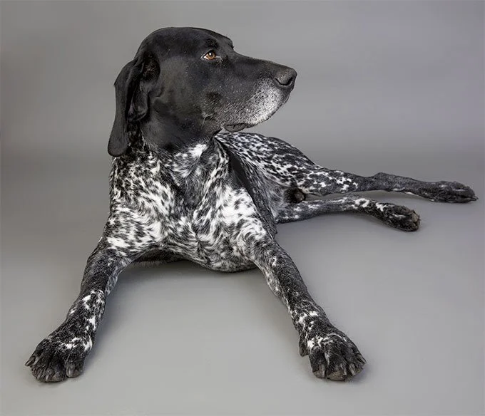 foto Perro Pointer