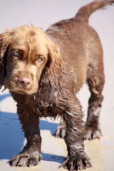 foto Perro de Sussex Spaniel