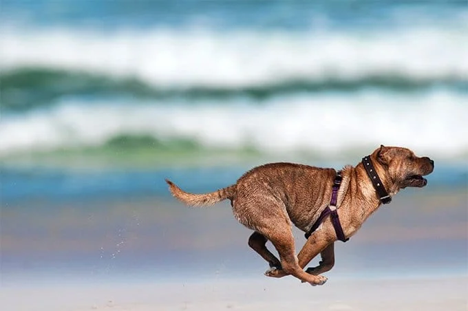 foto Perro Shar-Pei Chino