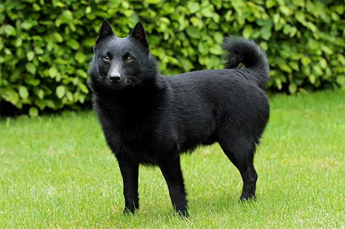 foto Perro Schipperke