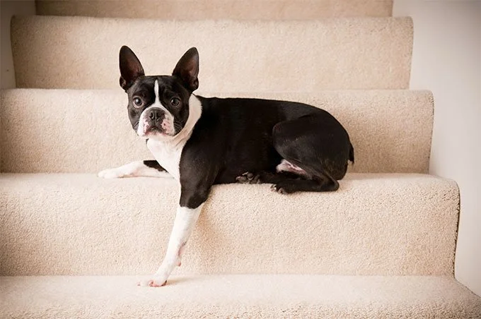 foto Perro Boston Terrier