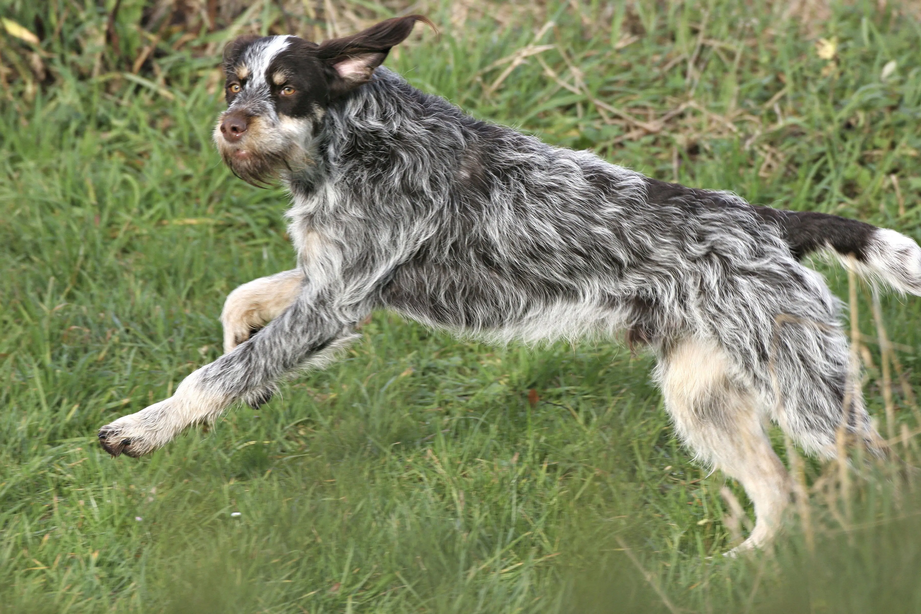 foto Perro de pelo duro (Wirehaired Pointer Griffon)