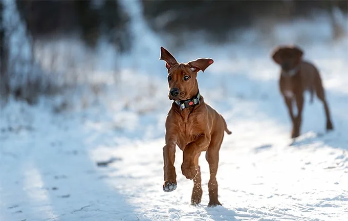foto Información, fotos, características y datos de la raza de perro Rhodesian Ridgeback