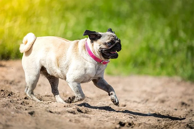 foto Perro Pug