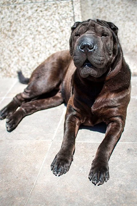 foto Perro Shar-Pei Chino