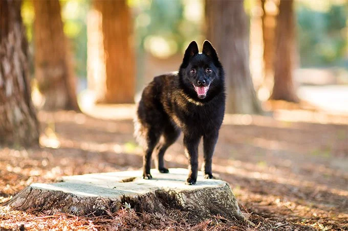 foto Perro Schipperke
