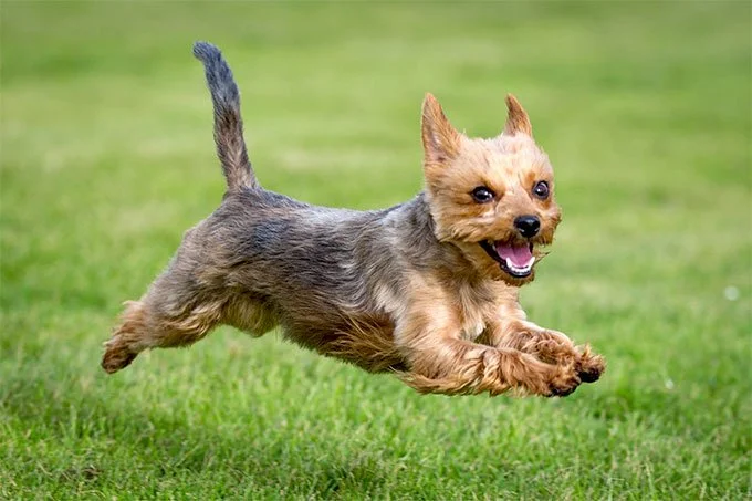 foto Perro Yorkshire Terrier