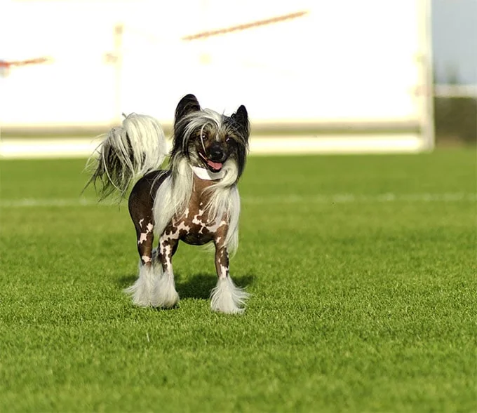 foto Perro Crestado Chino