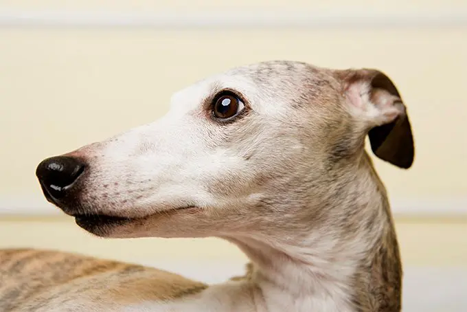 foto Información, fotos, características y datos de la raza de perro Whippet
