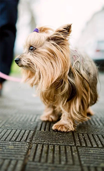 foto Perro Yorkshire Terrier