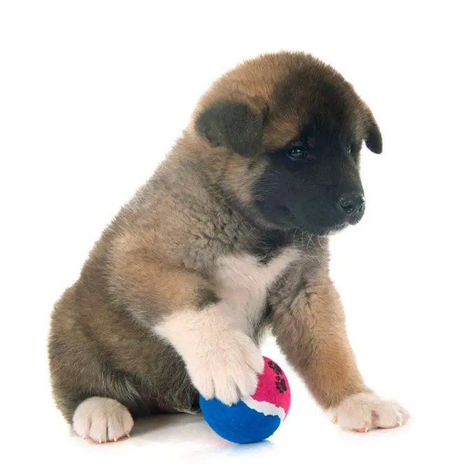 foto Perro Akita