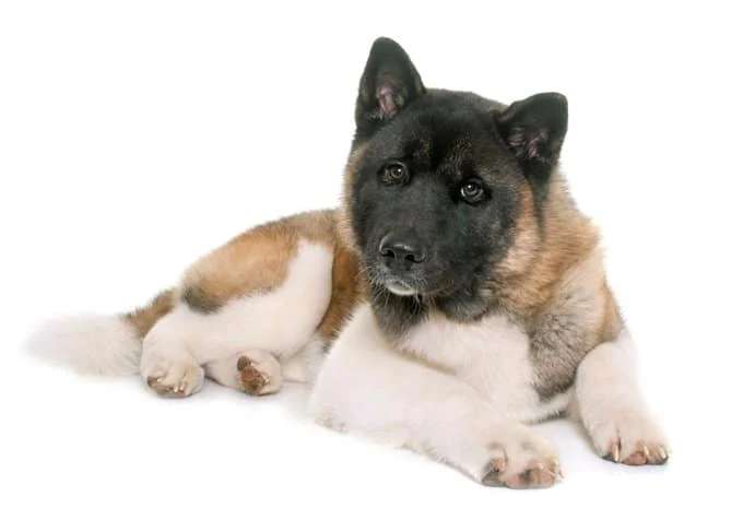 foto Perro Akita