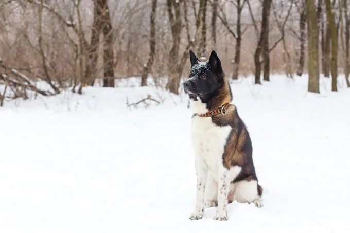 foto Perro Akita