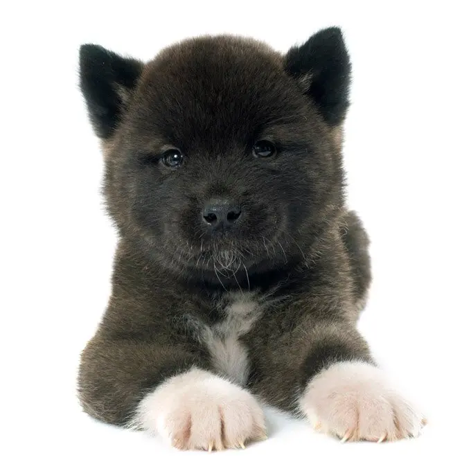 foto Perro Akita