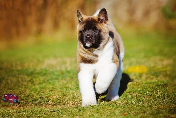foto Perro Akita