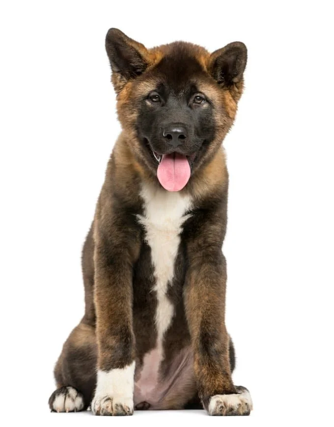 foto Perro Akita