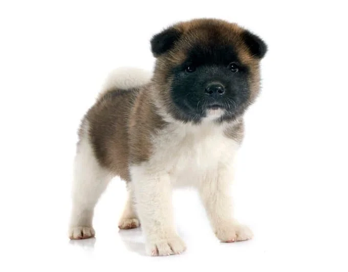 foto Perro Akita