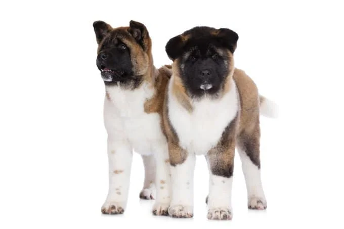 foto Perro Akita