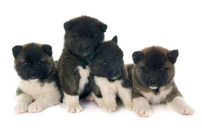 foto Perro Akita