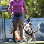 australian-shepherd-pit-bull-mixed-dog-breed-pictures-1-1442x2122