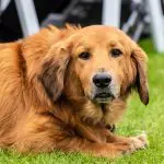 Perro de raza Basset Retriever Content dog taking a look.