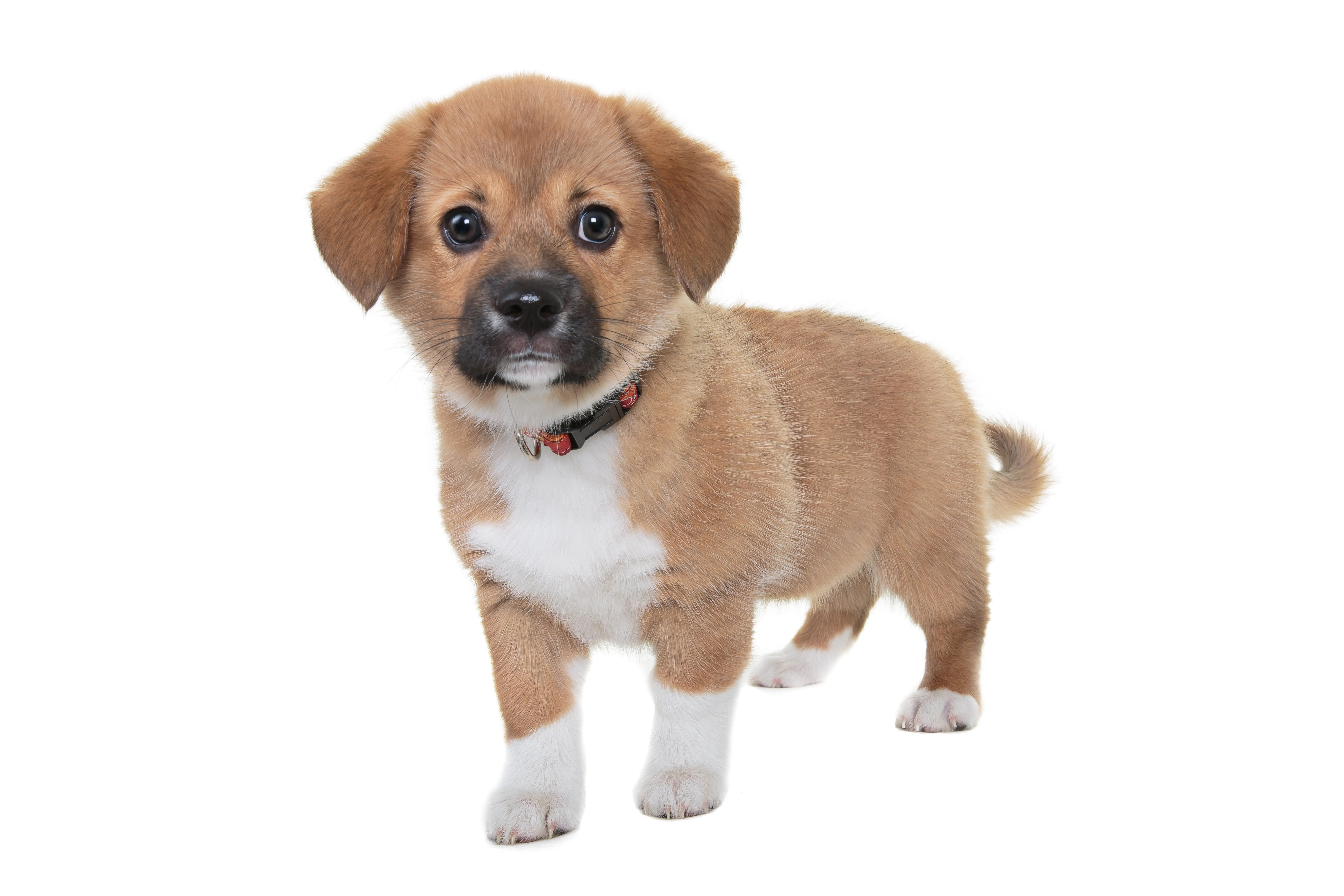 foto Perro de raza Beaglier
