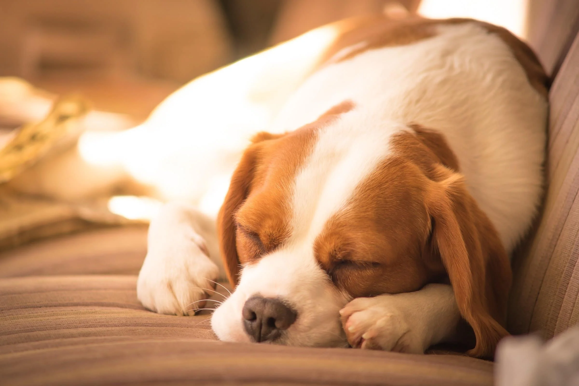 foto Perro de raza Beaglier