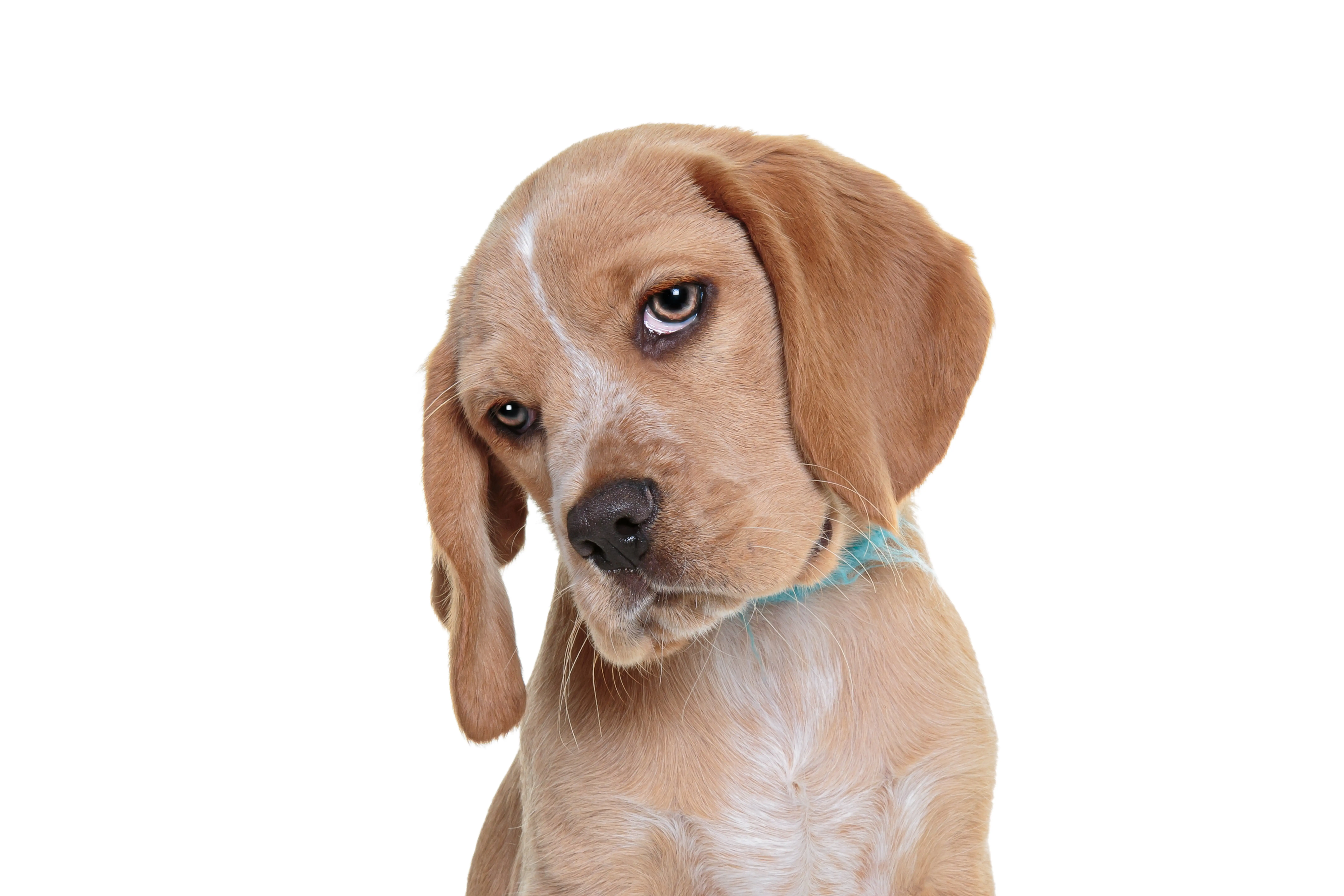 foto Perro de raza Beaglier